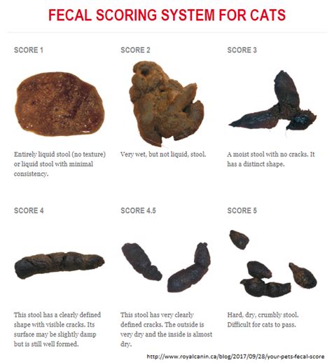 cat black poop